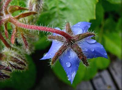 flor_lluvia.jpg