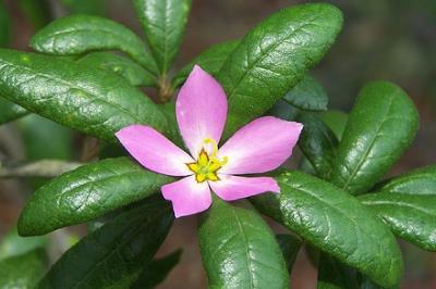 florecilla.jpg