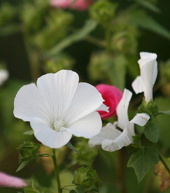 florecilla2.jpg