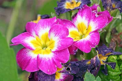 flores asturias
