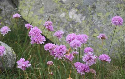 flores_picotorres.jpg