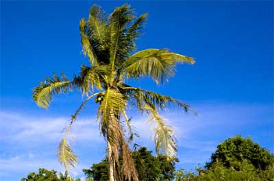 isla_guam