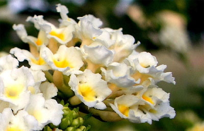 lantana_blanca.jpg