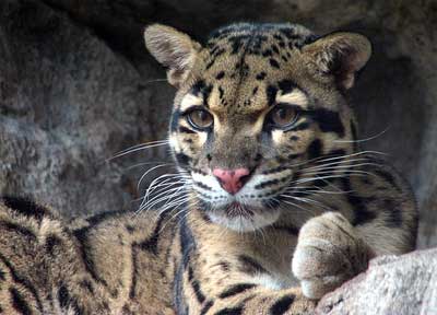 leopardo.jpg
