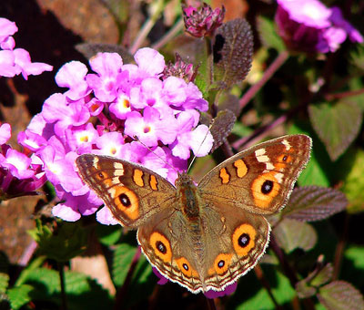 mariposa_lantana.jpg