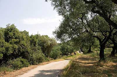olivegrove.jpg
