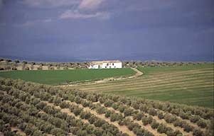 olivos_jaenpic.jpg