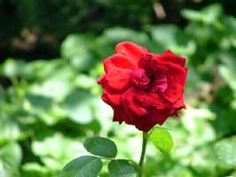 rosa_rosae