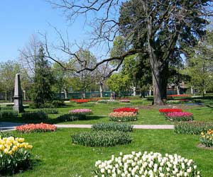 tulipanessuiza