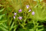 6-flores_t.jpg