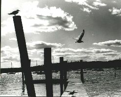 bw3seagullsz.jpg
