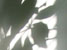 planta_th.jpg