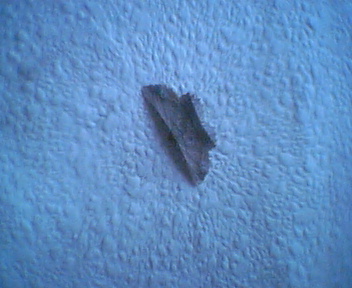 Palometa.JPG