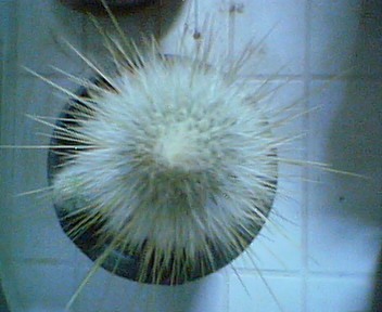 estrela1.JPG
