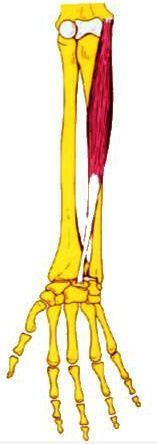 flexorfals.jpg