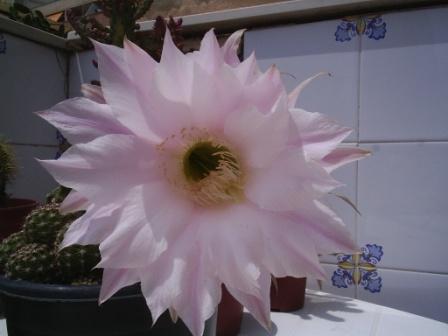 flor1.jpg