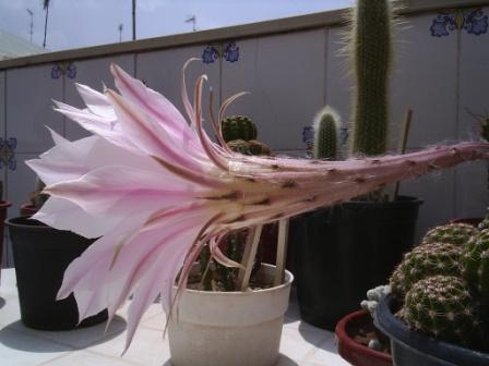 flor2.jpg