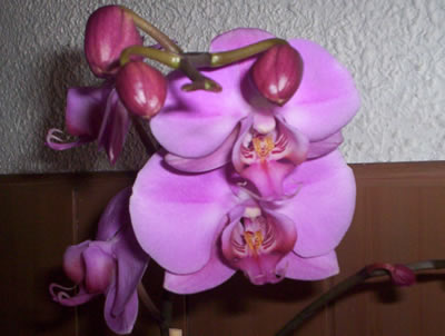orchid1.jpg
