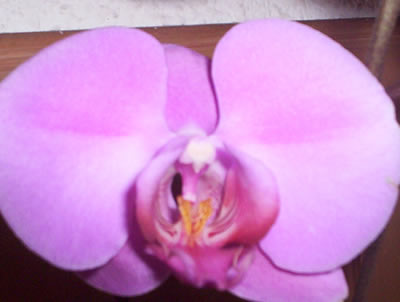 orchid2.jpg