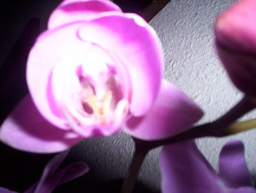 orchid3.jpg