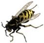 avispa.jpg