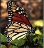 mariposas.jpg