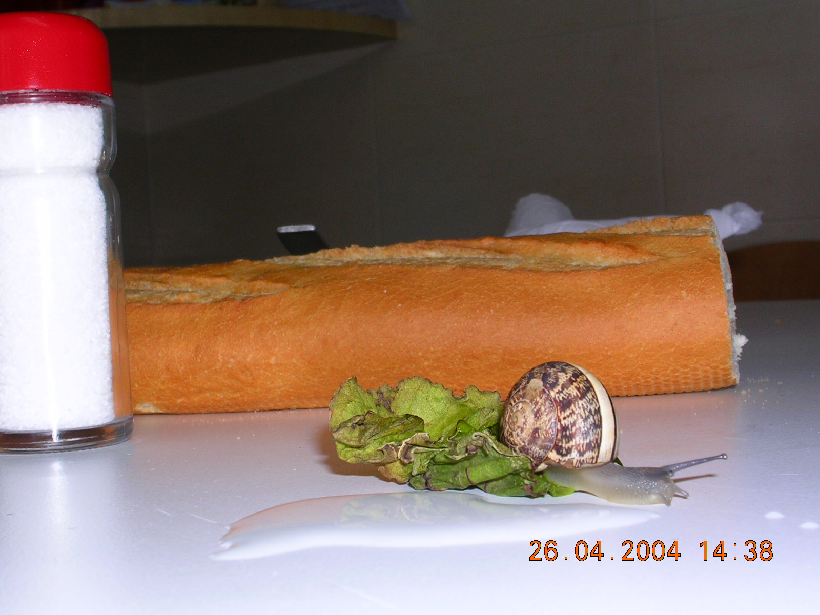 DSCN0097.JPG