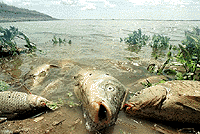 peces1.gif