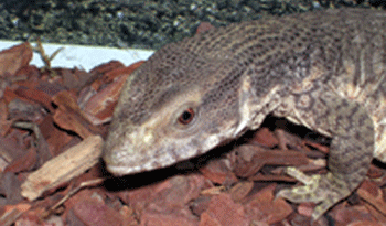 varanín