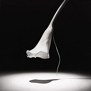 Mapplethorpe.jpeg
