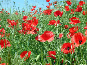 amapolaroja11.2jpg.jpg