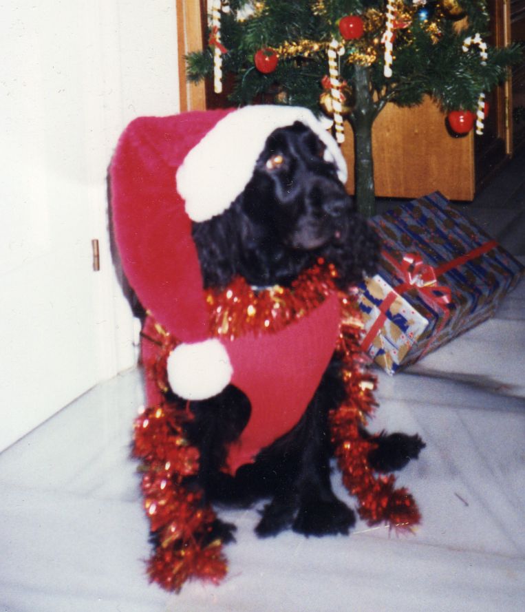 DamiNavidad2.jpg
