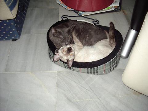 gato1.JPG