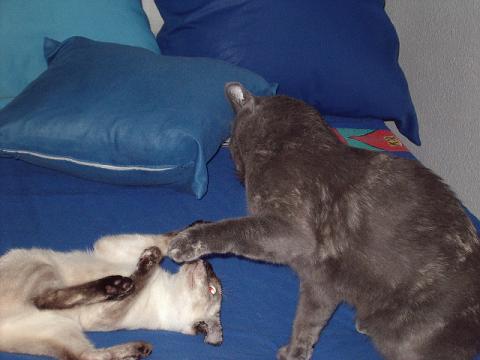 gato2.JPG