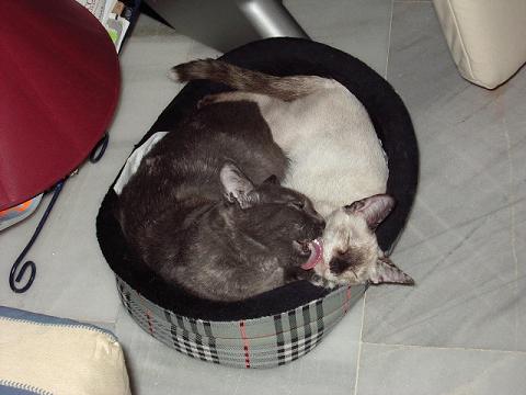 gato3.JPG