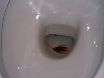 Sí, esto apareció en el WC de mi casa