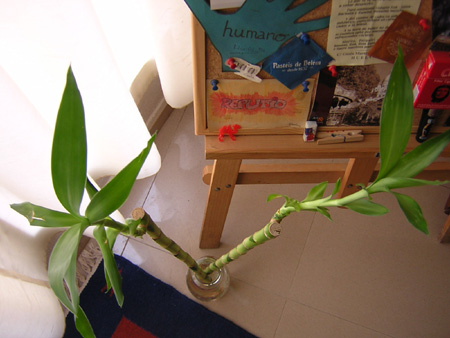 plantita2.jpg