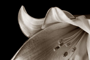 flor_iii.jpg