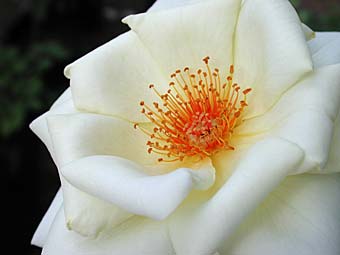 flor1908.jpg