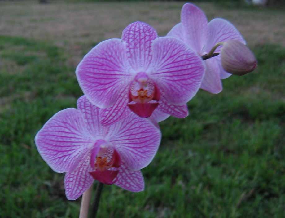 IMG_1237cropcop.jpg