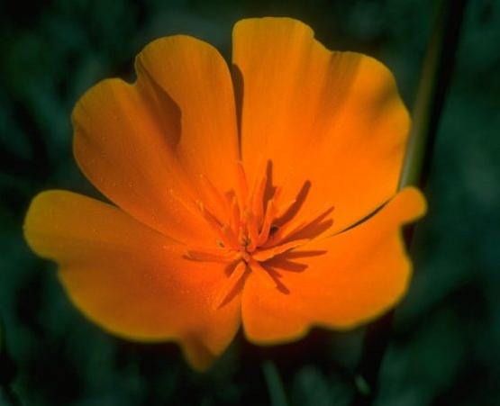 flower.JPG