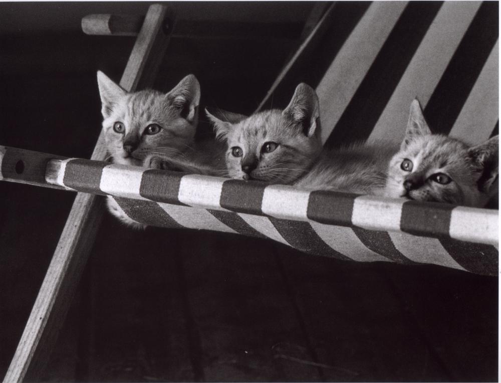 gatitos_silla.jpg