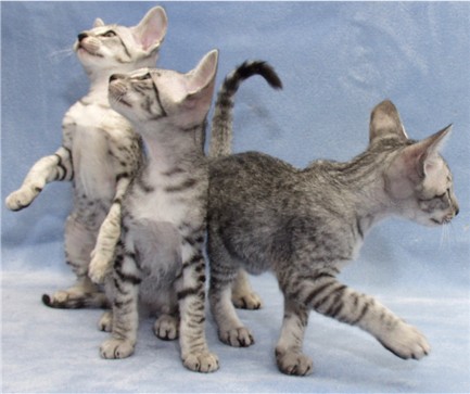 kitties2.jpg