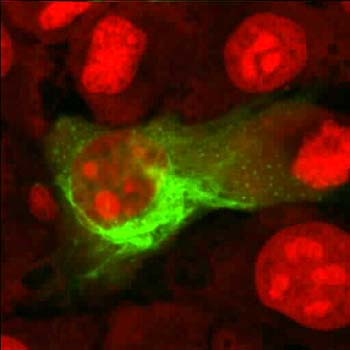 virus2.bmp