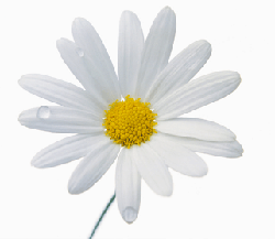 Daisy3.gif