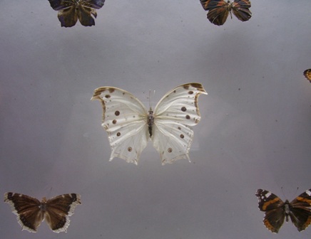 mariposa.jpg