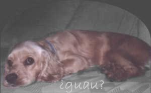 perrita1.jpg