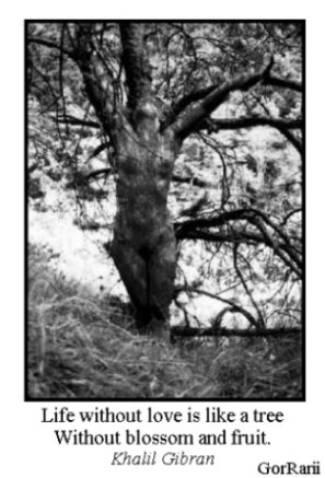 tree.jpg