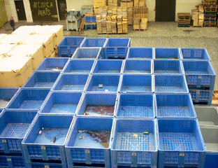 cajas.jpg