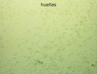 huellas.jpg